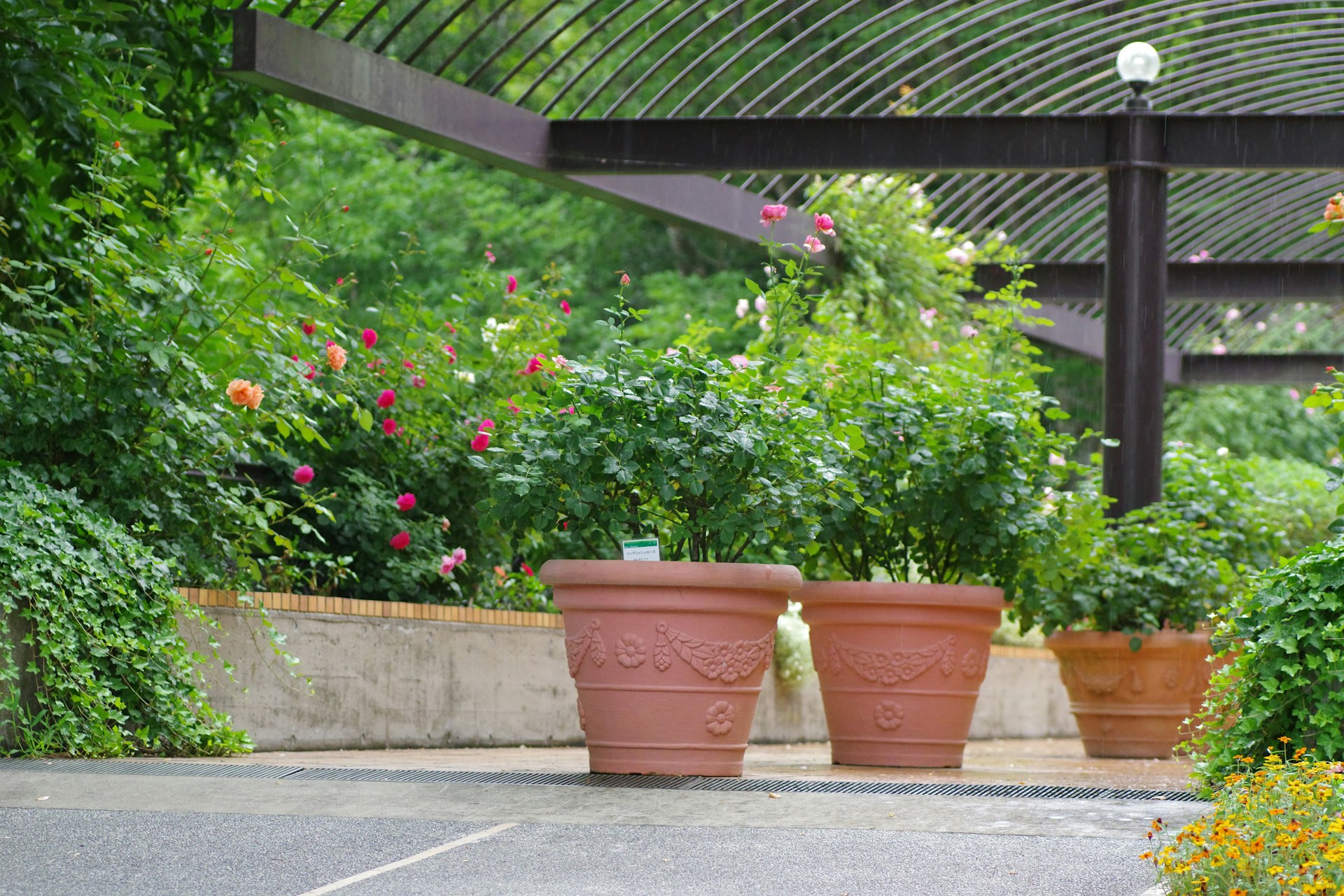 Transform Shady Spaces: The Ultimate Guide to Low-Maintenance Shade Garden Plants