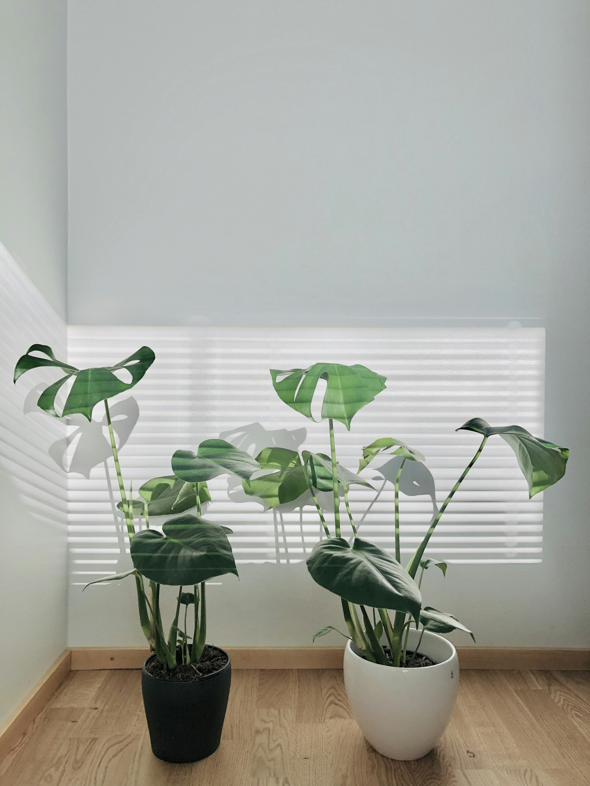 Transform Your Modern Home with Stylish Indoor Plants: A Comprehensive Guide